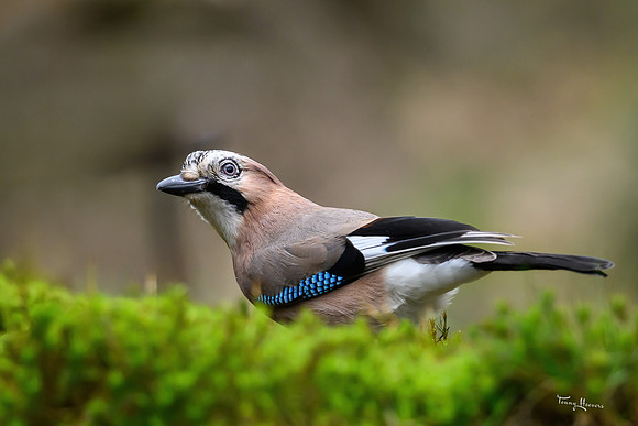 vogelhut_zuurberg_TH_0355