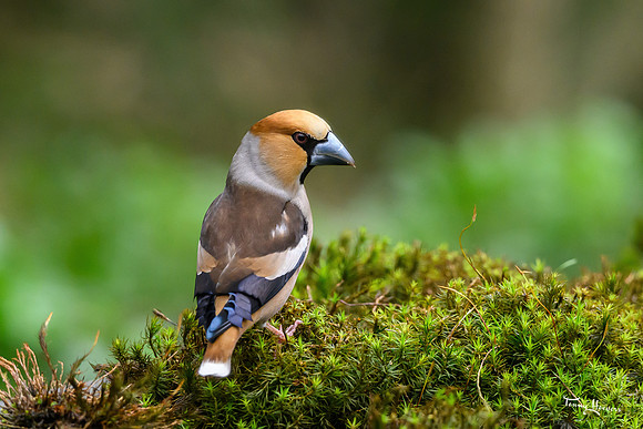 vogelhut_zuurberg_TH_0354