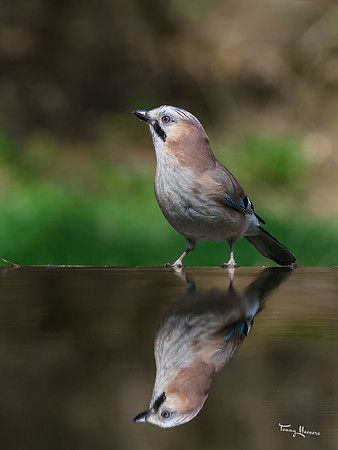vogelhut_zuurberg_TH_0356