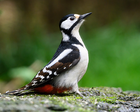 vogelhut_zuurberg_TH_0353