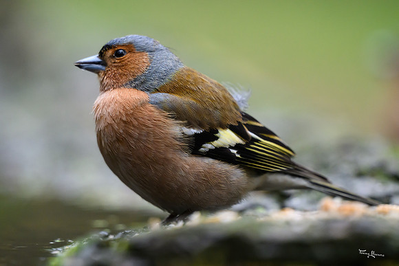 vogelhut_zuurberg_TH_0352