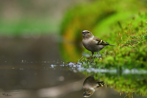 vogelhut_zuurberg_TH_0357