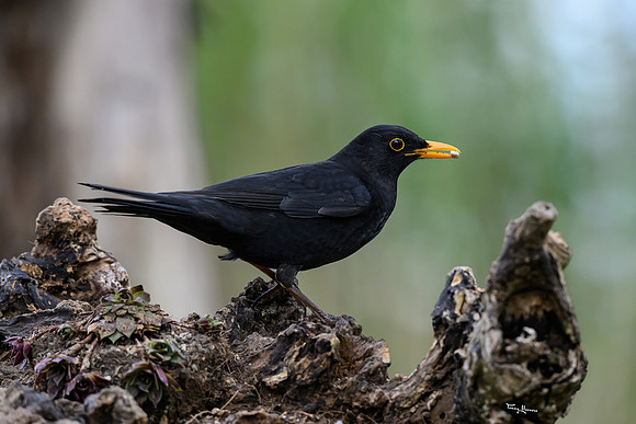 rays_vogelhut_TH_0365