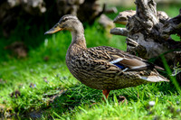 rays_vogelhut_TH_0362