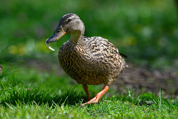 rays_vogelhut_TH_0361