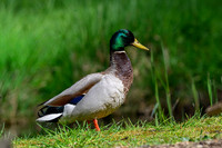 rays_vogelhut_TH_0369