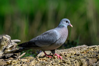 rays_vogelhut_TH_0368