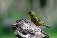 rays_vogelhut_TH_0370