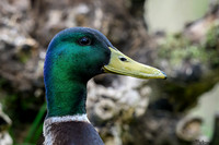 rays_vogelhut_TH_0367