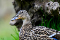 rays_vogelhut_TH_0366
