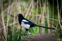 rays_vogelhut_TH_0372
