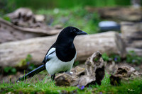 rays_vogelhut_TH_0373