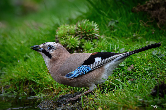 rays_vogelhut_TH_0376