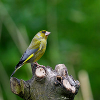 rays_vogelhut_TH_0377