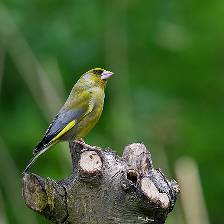 rays_vogelhut_TH_0377