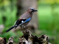 rays_vogelhut_TH_0374