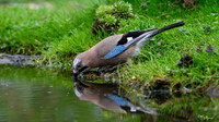 rays_vogelhut_TH_0375