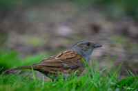 rays_vogelhut_TH_0379