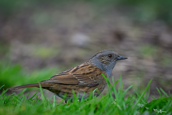 rays_vogelhut_TH_0379