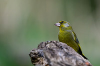 rays_vogelhut_TH_0378