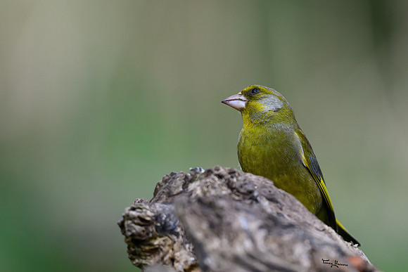 rays_vogelhut_TH_0378