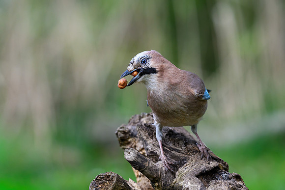 rays_vogelhut_TH_0380