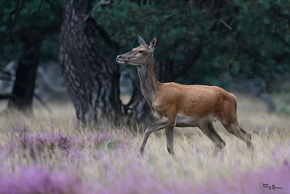 hogeveluwe_TH_1510