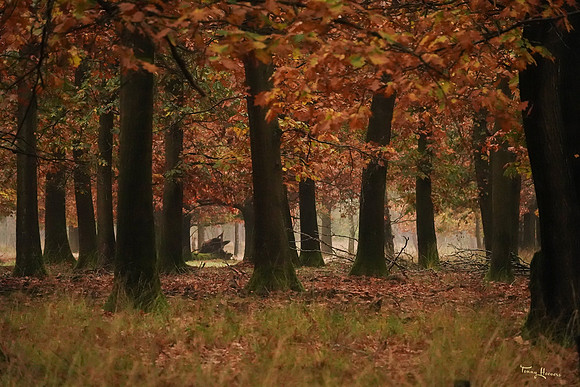 hogeveluwe_TH_1859