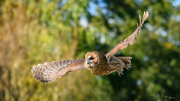 valk_roofvogels_TH_1738