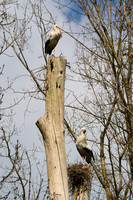 bronsbergen_TH_0391