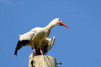 bronsbergen_TH_0402
