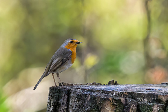 enterveenhut_TH_0544