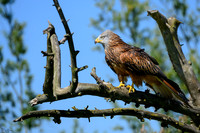valk_roofvogels_TH_0419
