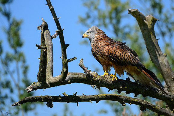 valk_roofvogels_TH_0419