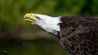 valk_roofvogels_TH_0418