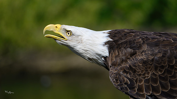 valk_roofvogels_TH_0418