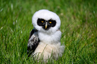 valk_roofvogels_TH_0416