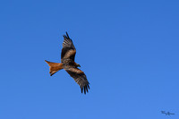 valk_roofvogels_TH_0422