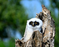 valk_roofvogels_TH_0415