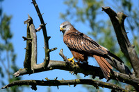 valk_roofvogels_TH_0420