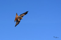 valk_roofvogels_TH_0423