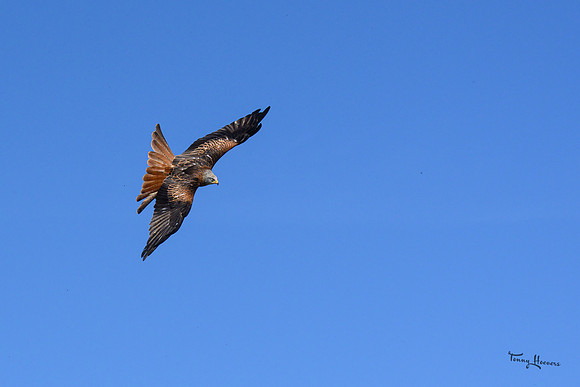 valk_roofvogels_TH_0423