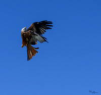 valk_roofvogels_TH_0424