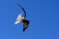 valk_roofvogels_TH_0425