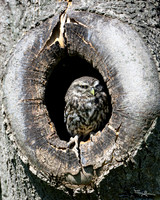 valk_roofvogels_TH_0427