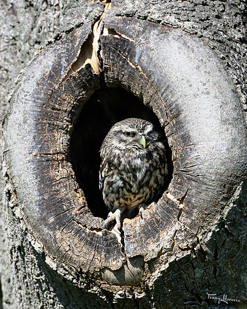 valk_roofvogels_TH_0427