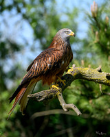 valk_roofvogels_TH_0421