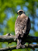 valk_roofvogels_TH_0428