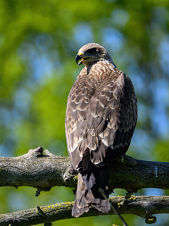 valk_roofvogels_TH_0428