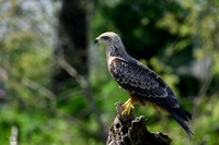 valk_roofvogels_TH_0429